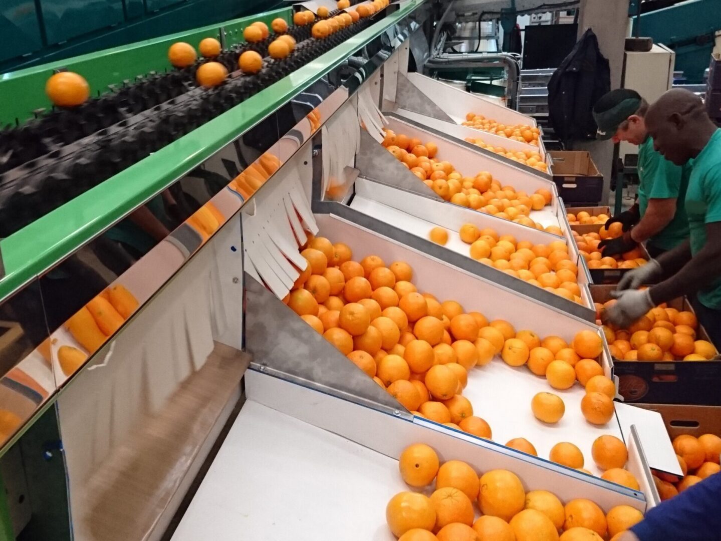 Fruit sorting machine